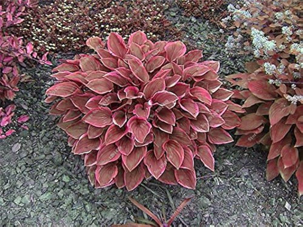 Hosta lilies – perennial plantain – for planting in garden ground cover