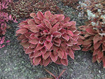 Hosta lilies – perennial plantain – for planting in garden ground cover