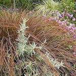 Carex flagellifera – bronze ornamental grass – landscape border planting