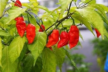 Chile Pepper Capsicum annuum seed mix for garden planting