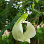 Heron Flower Seeds for Planting, NON GMO Seeds for planting in home garden