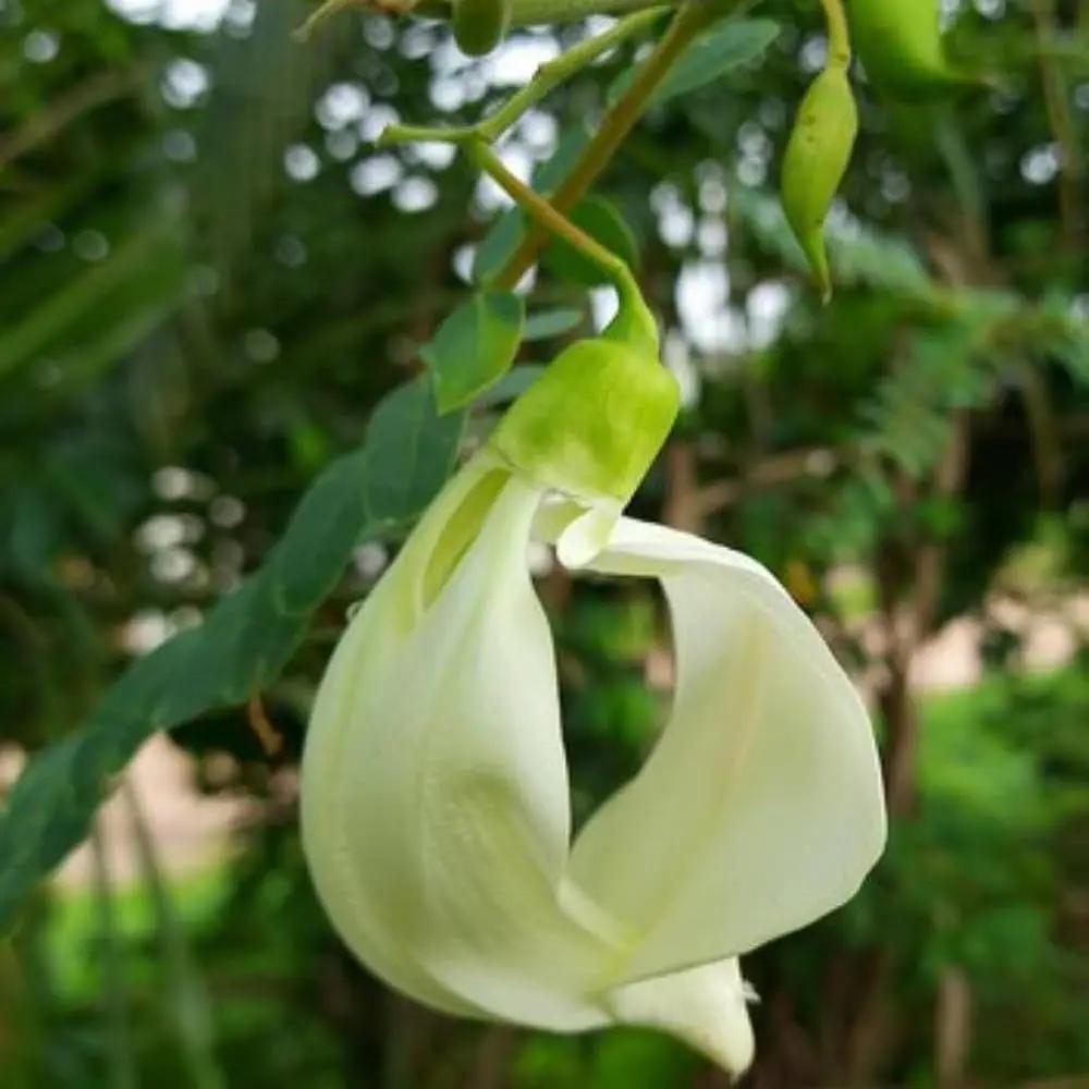 Heron Flower Seeds for Planting, NON GMO Seeds for planting in home garden