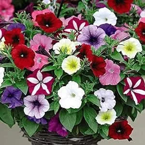 Double Petal Petunia Flower Seeds for Indoor & Outdoor