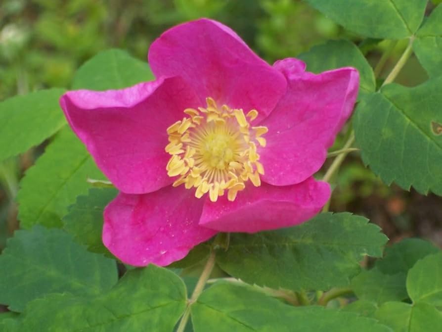 Arkansas Rose Rosa arkansana pink prairie rose flower seeds for backyard gardening