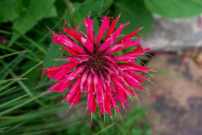 Pink Wild Bergamot Monarda Fistulosa Mintleaf Bee Balm Flower Seeds for Planting seeds for planting in home garden