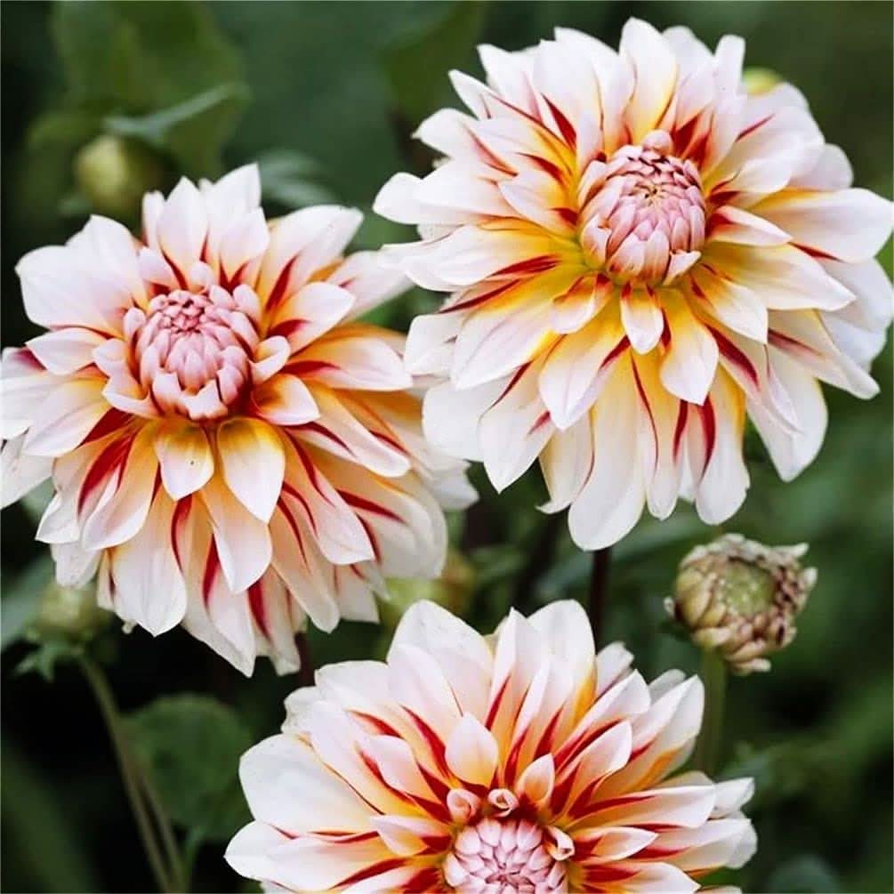 Rainbow Dahlia Pinnata Flowering Seeds For Planting in home garden and seasonal flower beds