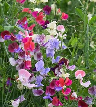 Heirloom Non-GMO Peas Flower Seeds for Planting – Fragrant Climbing Blooms for Trellised Gardens - Non-GMO for planting in home garden