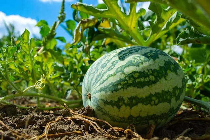 large oblong Klondike Blue Ribbon watermelons with dark green stripes

