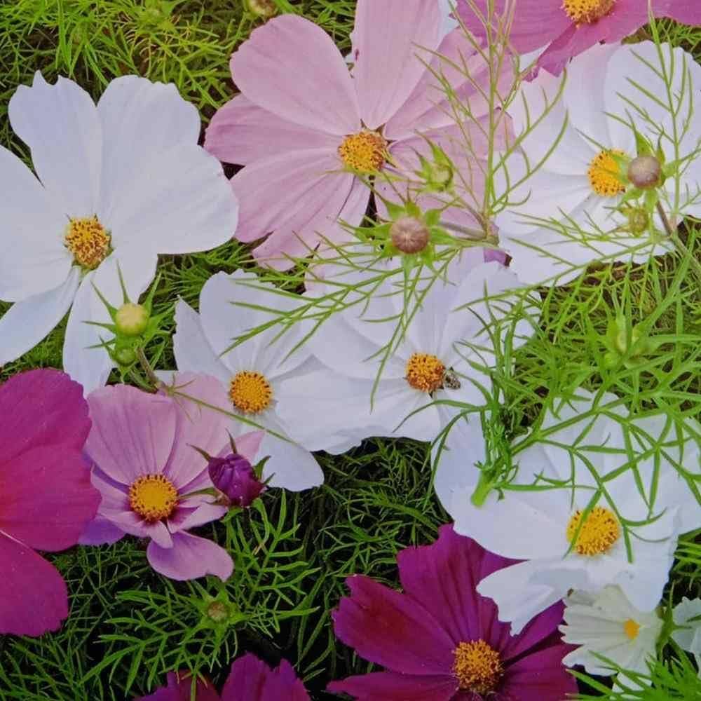 Cosmos Seeds - Versailles Tetra Mix