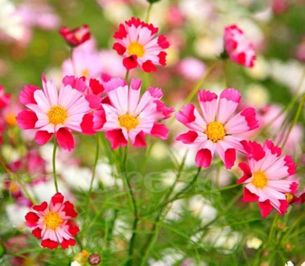 Cosmos Flower Seeds Sea Shells Bipinnatus – Heirloom, Non-GMO, High Germination Organic Garden Seeds