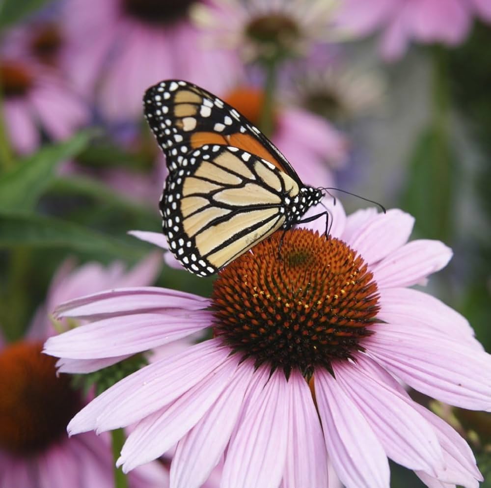 Clutch Coneflower Echinacea purpurea Seeds for Planting wildflower butterfly garden