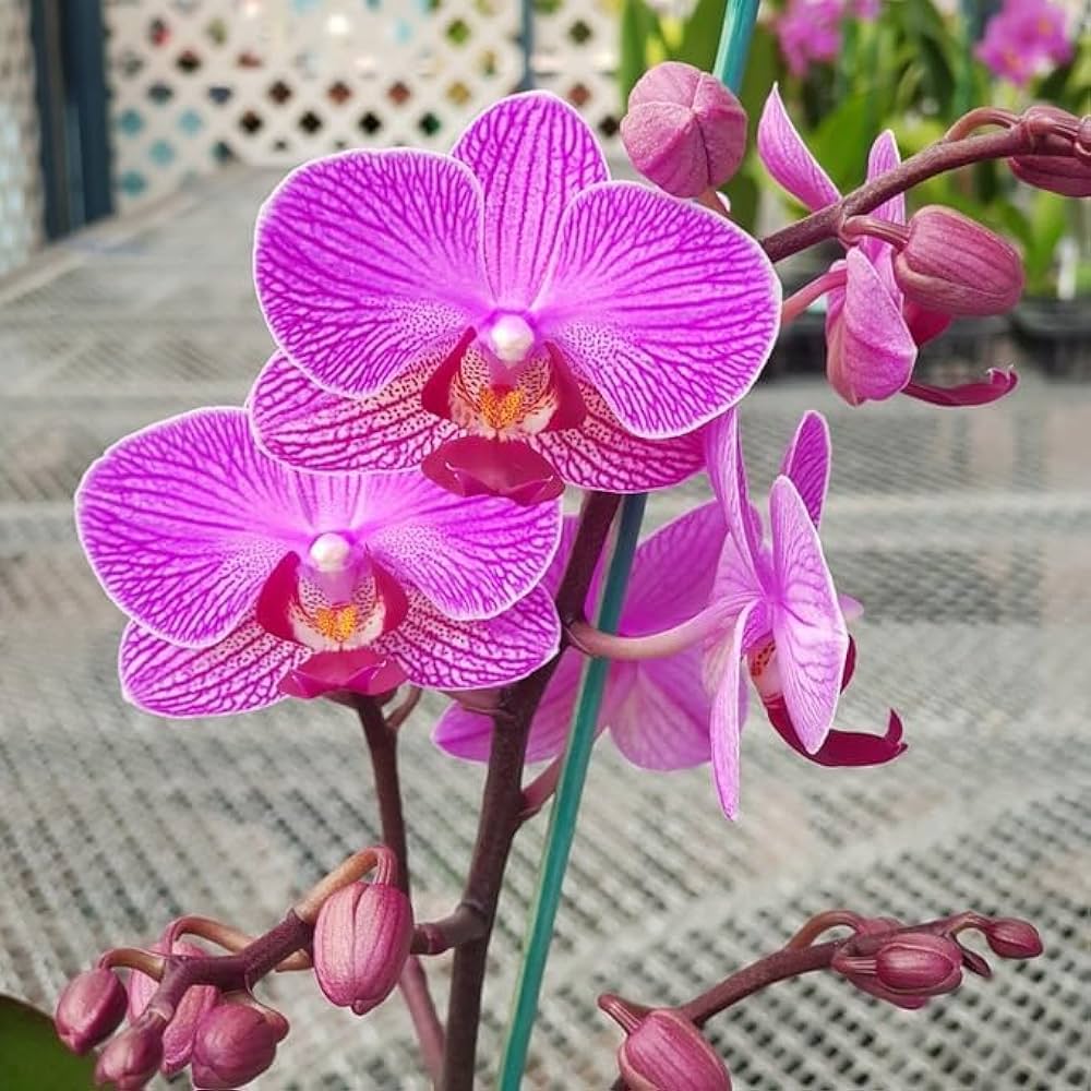 Phalaenopsis Orchid Seeds