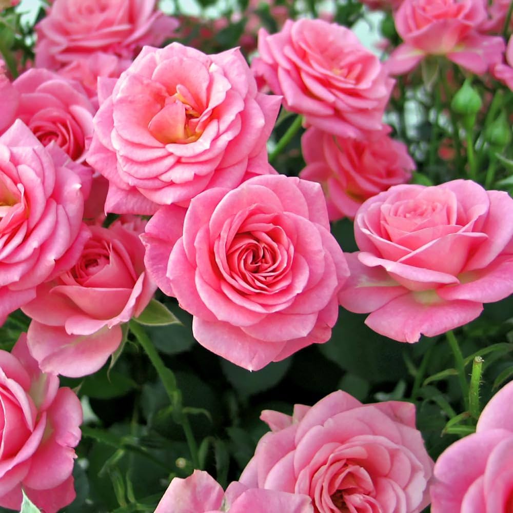 Rose Queen Elizabeth Rosa spp. Seeds for Planting in Flower Bed