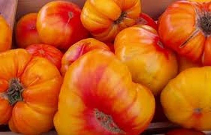 Tomato Solanum lycopersicum Old German heirloom vegetable seeds for planting in home or kitchen gardens