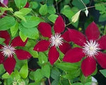 Clematis Flower Seeds Maroon for Planting - NON GMO Seeds Dhara Seeds