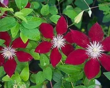 Clematis Flower Seeds Maroon for Planting - NON GMO Seeds Dhara Seeds