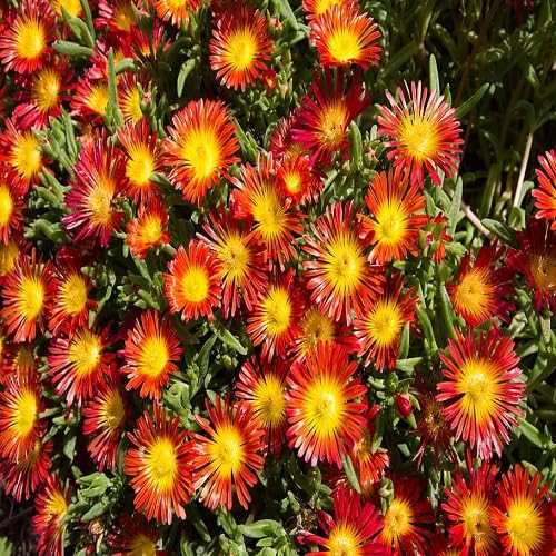 Red Delosperma Flower - Heirloom, Non - Gmo Seeds
