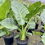 Alocasia Macrorrhiza Plant Seeds for Gardening - NON GMO Seeds Dhara Seeds