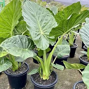 Alocasia Macrorrhiza Plant Seeds for Gardening - NON GMO Seeds Dhara Seeds
