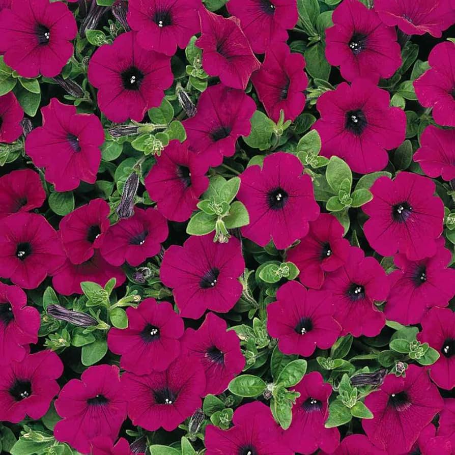 Burgundy Petunia Dreams Seeds for Planting Hanging Baskets Urban Garden