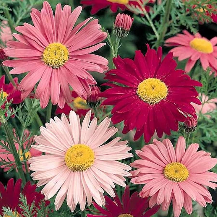 Daisy Bellis perennis Flower Seeds for Planting in Flower Bed & Garden