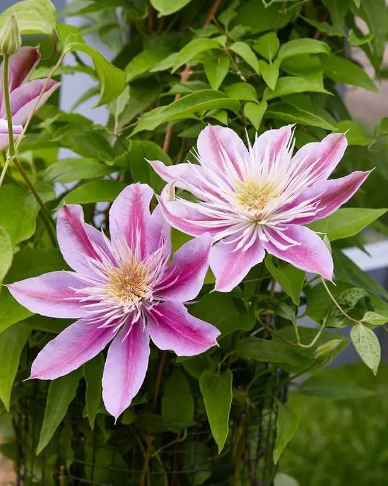 Clematis Josephine rare double bloom flowering seeds