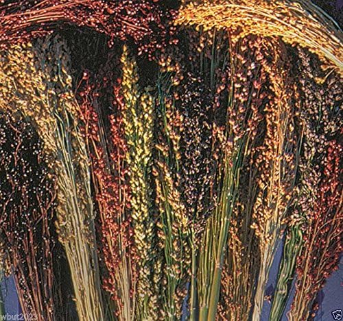 Broom Corn Seeds Sorghum Vulgar Mixed Colors Cream Gold Red Brown Burgundy and More