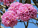 Armeniaca Mume – Prunus mume – for planting in home garden