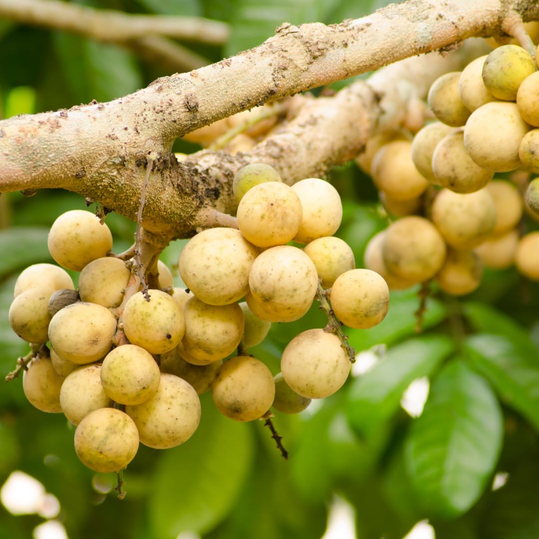 Duku Fruit (Lansium domesticum)