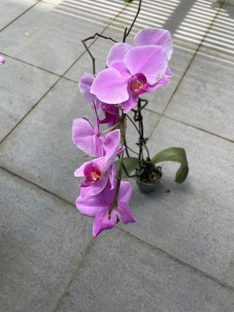 Cymbidium Flower Seeds for Garden Planting - NON GMO Seeds Dhara Seeds