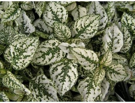 White Green Hypoestes Polka Plant Seeds for Planting - 100