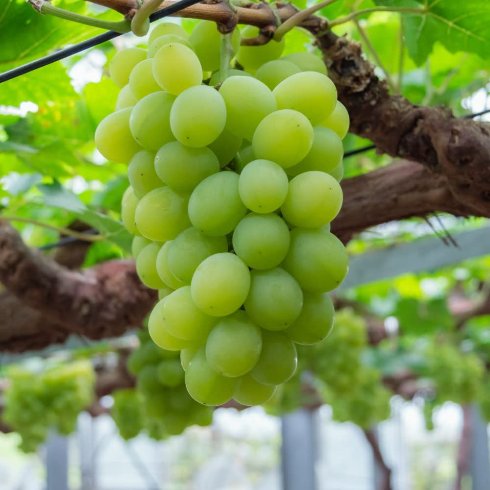 White Grape Muscat Vitis Vinifera Aromatic Fruit Seeds - Premium Quality for Backyard Gardens