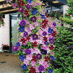 Clematis Bonsai (Clematis spp.) flowering climbing plant seed for planting in home garden