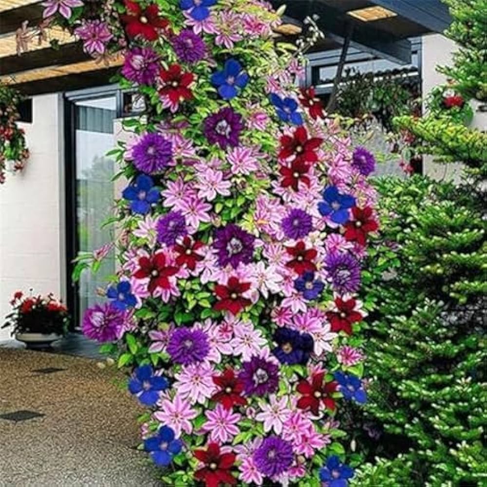 Clematis Bonsai (Clematis spp.) flowering climbing plant seed for planting in home garden
