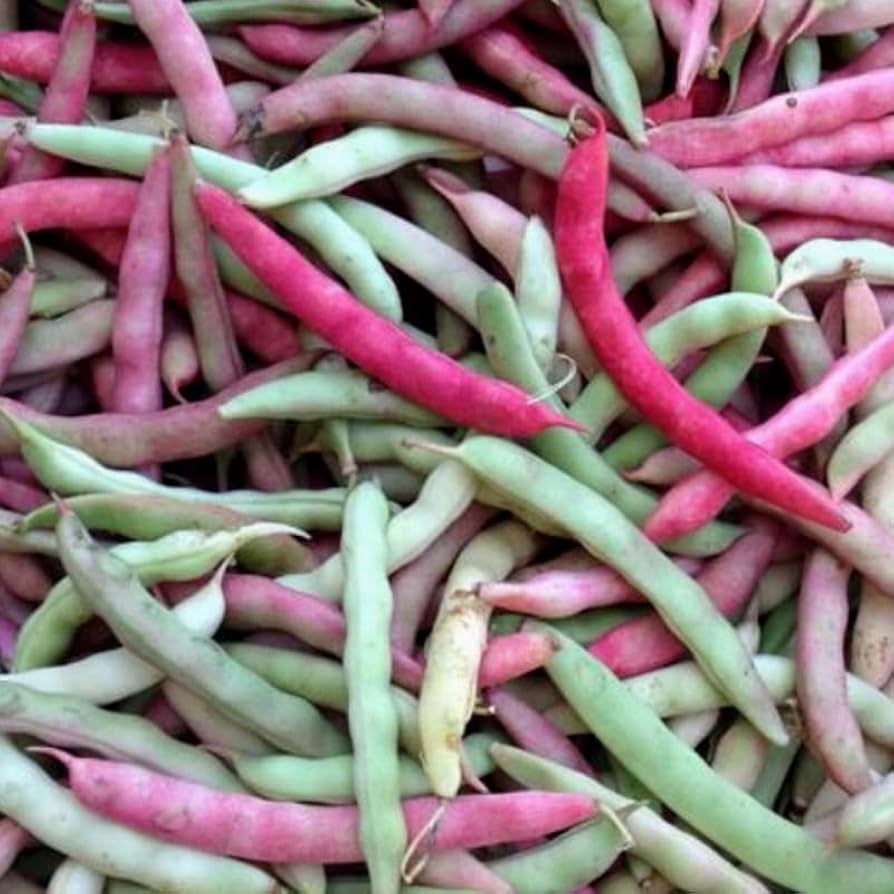 Bean Phaseolus Vulgaris Pink Half Runner Vegetable Seeds for Planting – Vegetable Seeds for Kitchen Garden and Trellis Growing