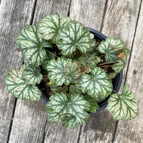 Heuchera Green White - Heirloom, Non - Gmo Seeds