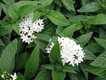 White Pentas Starla Flower Seeds for Planting - NON GMO Seeds for planting in home garden