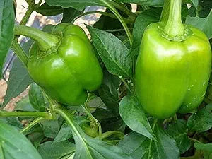 Pepper Capsicum Annuum Organic Heirloom California Wonder Vegetable Seeds for Planting – Sweet Bell Variety for Kitchen Garden