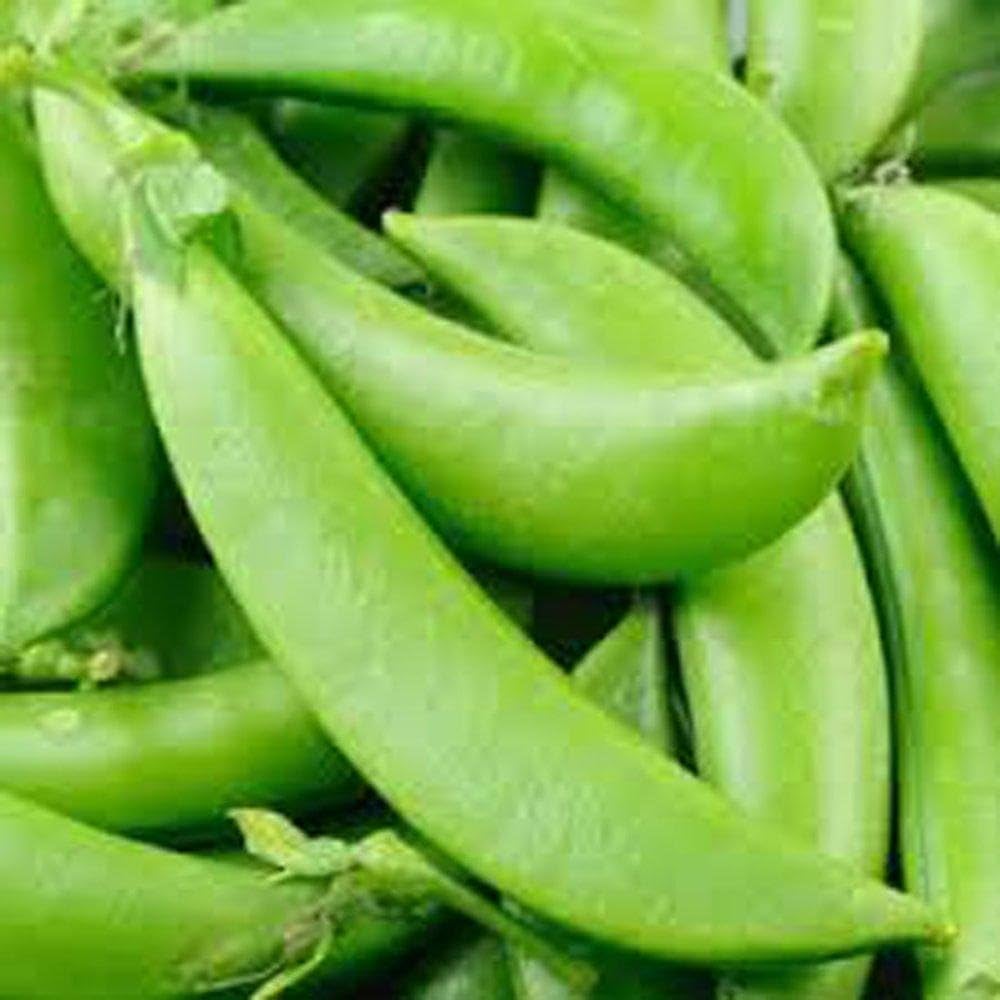 Super Sugar Snap Pea Pisum sativum Seeds for Planting in Vegetable Garden