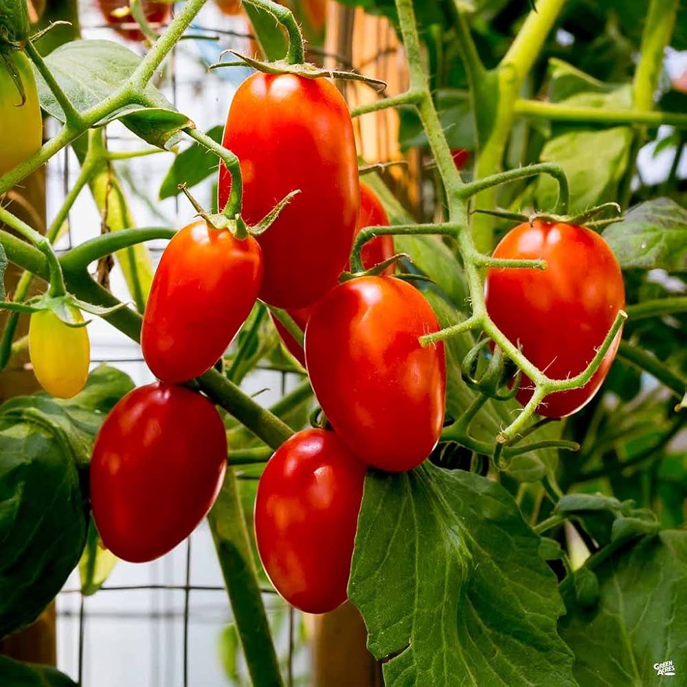 Long Cluster Tomato Seeds for Planting Solanum lycopersicum for vegetable patches and home gardens