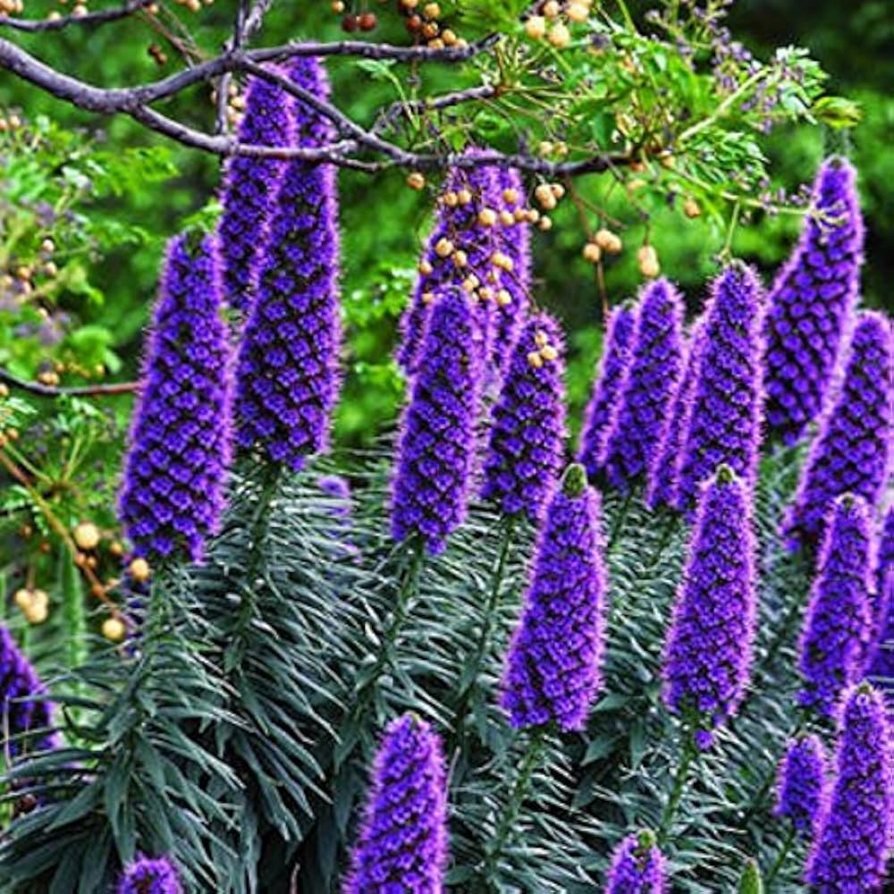 Echium Fastuosum Candicans Nattern Rare Lila Flowers Seeds