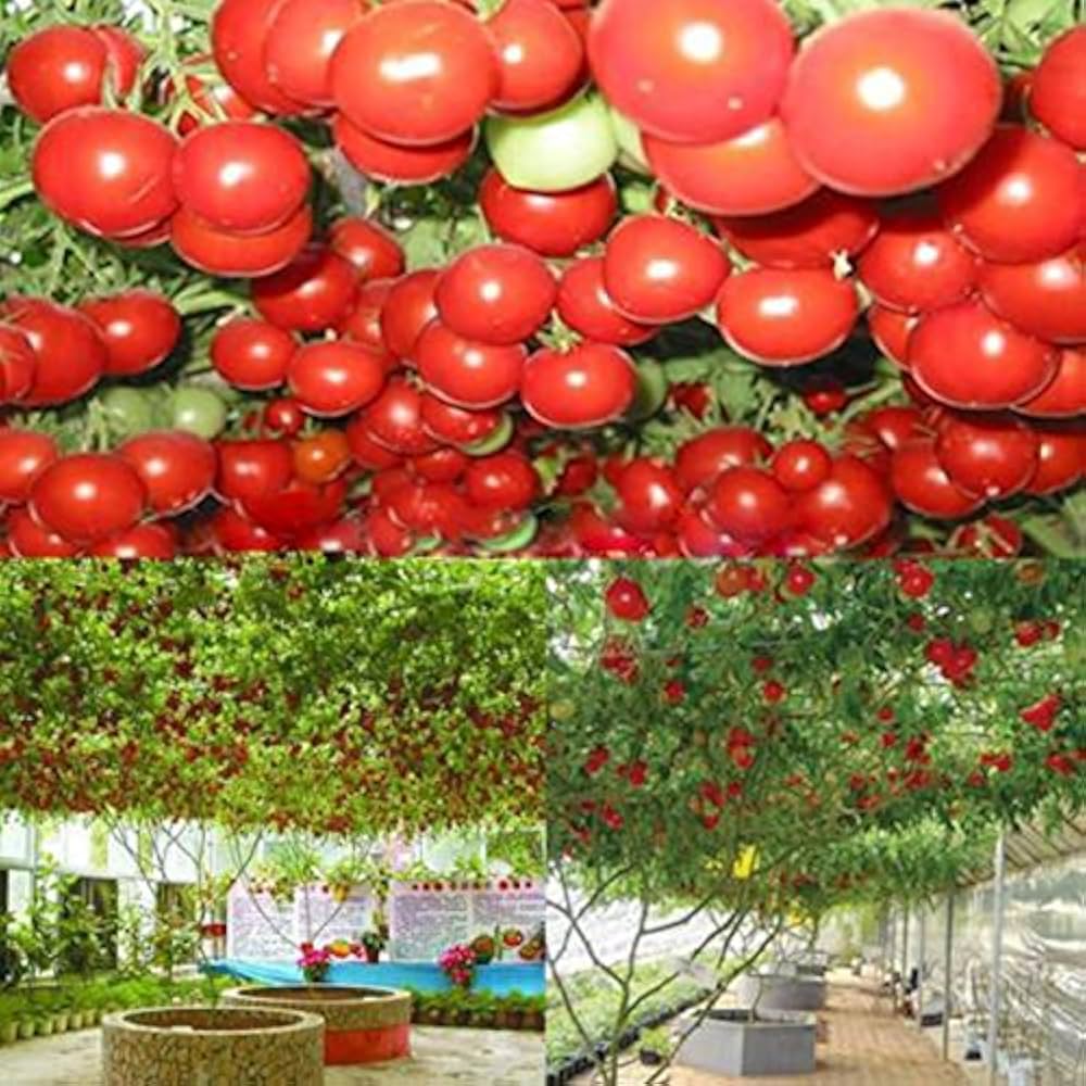 Giant heirloom tomato vegetable seeds