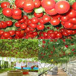 Giant heirloom tomato vegetable seeds