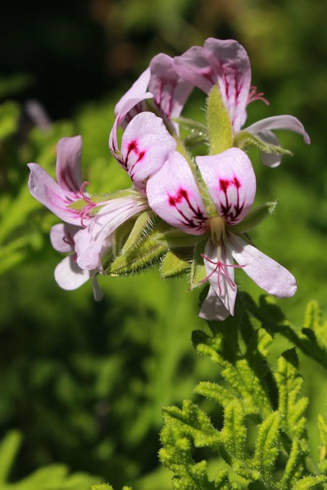 Rose Scented Geranium – Pelargonium graveolens seeds