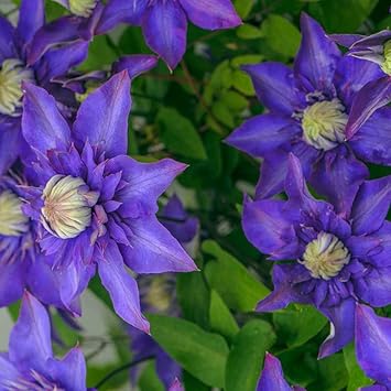 Clematis Violet - Heirloom, Non - Gmo Seeds