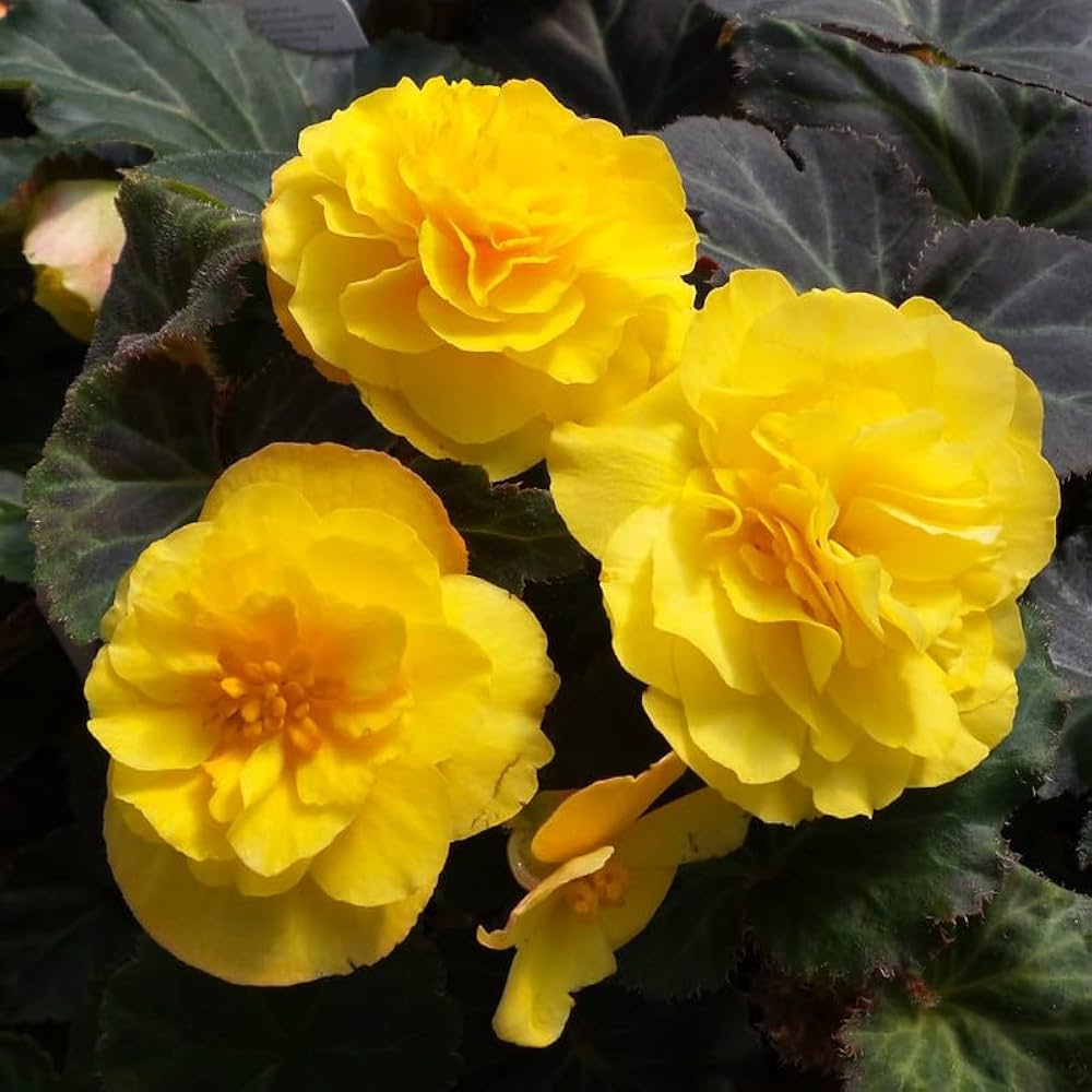 Begonia tuberhybrida Nonstop Mocca Mix flower seeds for planting in shaded pots or home garden beds
