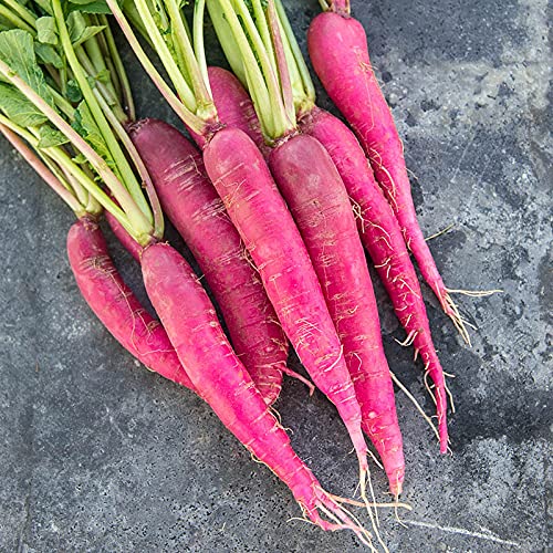 Pcs Red Radish Seeds for Home Garden Cake & Vegetable Planting