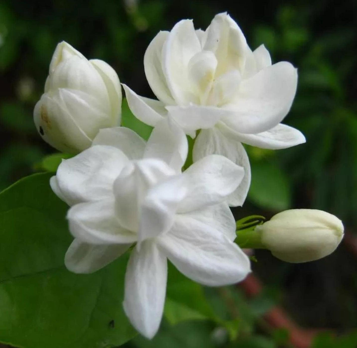 Jasmine climbing plant white fragrant flower seeds