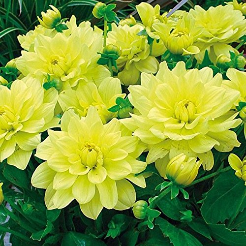 Dahlia Opera Yellow Flower Seeds ( )