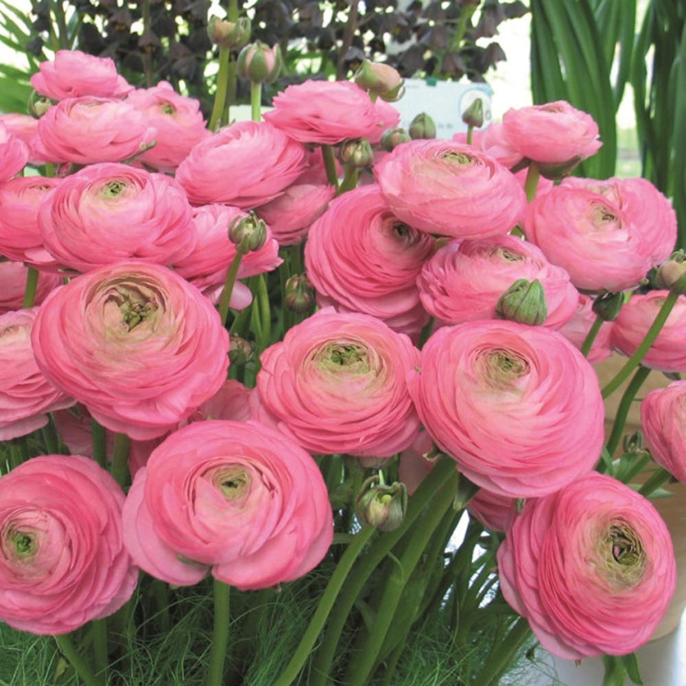 Buttercup – Ranunculus spp. – yellow flower seed